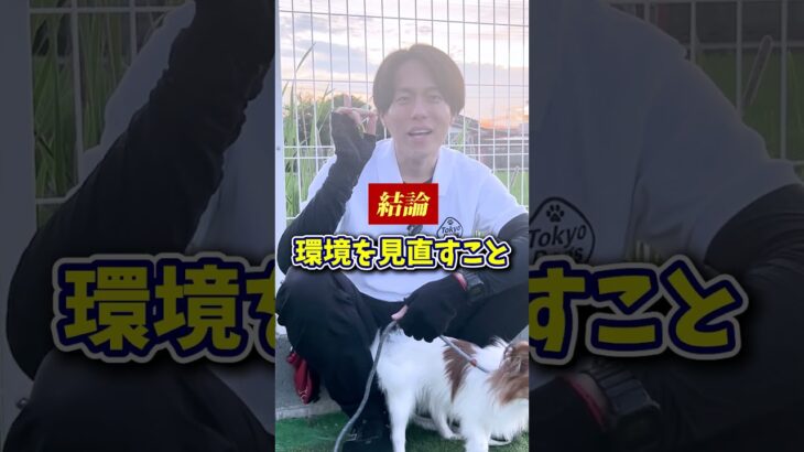 【犬しつけ】トイレトレーニングを成功させる2つのコツとは