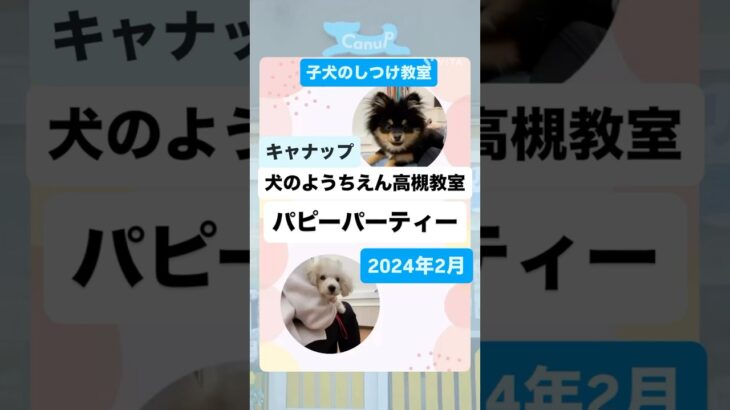 キャナップ犬のようちえん高槻教室⭐️パピーパーティーの思い出(2024/2)