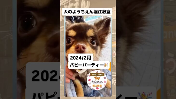 キャナップ犬のようちえん堀江教室⭐️パピーパーティーの思い出(2024/2月)