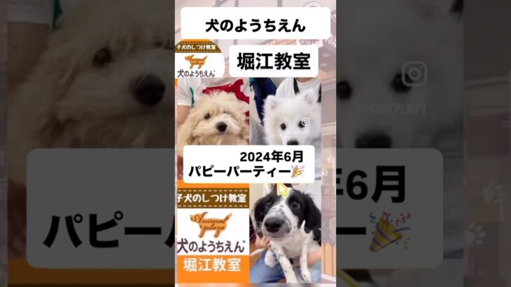 キャナップ犬のようちえん堀江教室⭐️パピーパーティーの思い出(2024/6月)