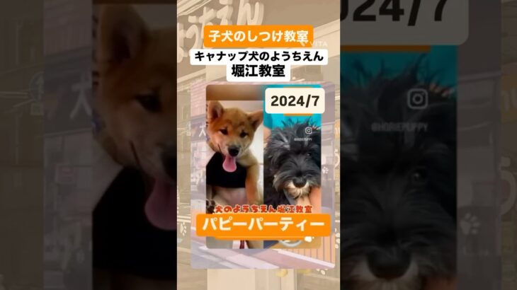 キャナップ犬のようちえん堀江教室⭐️パピーパーティーの思い出(2024/7)