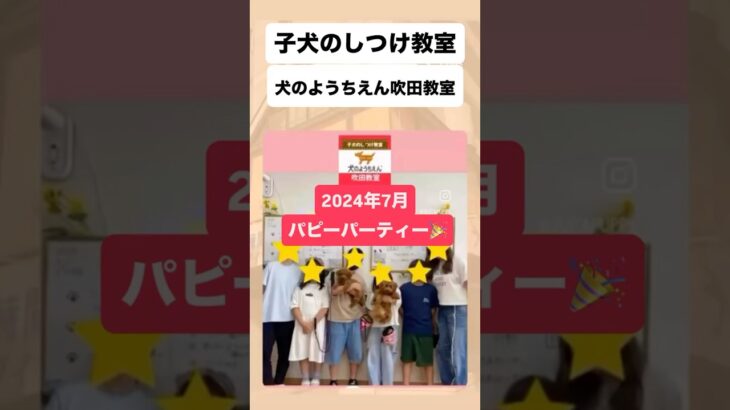 子犬のしつけ教室⭐️犬のようちえん吹田教室パピーパーティーの思い出(2024年7月)