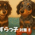 #26 【お留守番】うちの犬がいたずらをやめた方法【トライアンドエラー完全版】