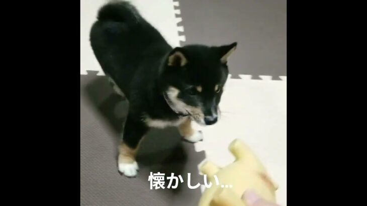 #豆柴3ヶ月頃#可愛い犬動画 #柴犬 #豆柴しつけ #犬のいる生活 #元気になる動画