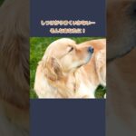 【しつけの極意】ゴールデンを育てる3つの基本#ゴールデンレトリーバー#犬好きさんと繋がりたい#犬のいる暮らし#犬雑学