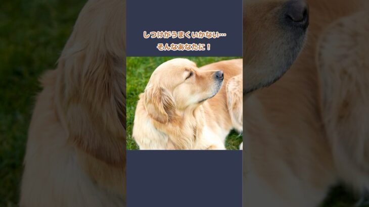 【しつけの極意】ゴールデンを育てる3つの基本#ゴールデンレトリーバー#犬好きさんと繋がりたい#犬のいる暮らし#犬雑学