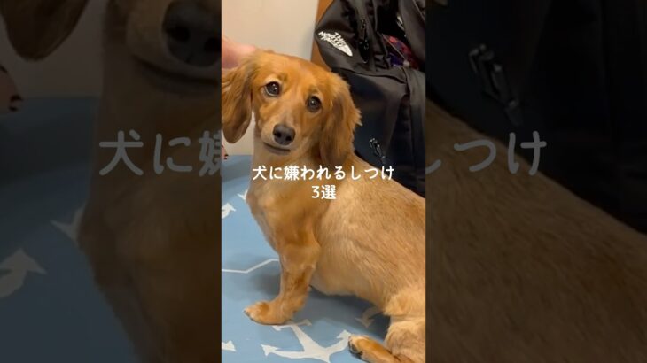 犬に嫌われるしつけ3選 #犬 #いぬ #犬好き #犬がいる生活 #愛犬 #犬のいる生活 #犬のいる暮らし #犬との暮らし #犬動画 #いぬのきもち #いぬのいる生活 VOICEVOX:ずんだもん