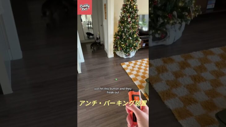 犬の無駄吠えが3秒でストップ！3連超音波＋フラッシュライトでしつけ革命🔊✨ #dogs #犬散歩 #dogtraining #犬がいる生活 #dogbark #dogbarkingsounds
