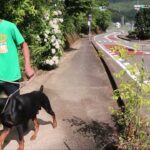 ドーベルマン・イブ訓練しつけ4か月突入今は？・犬との約束作ろうパブロフの犬昔の人は偉かった！道路横断一時停止右折左折飼い主さん練習日常生活使えるか訓練しつけ参考動画真似したら愛犬仕上がる条件付け
