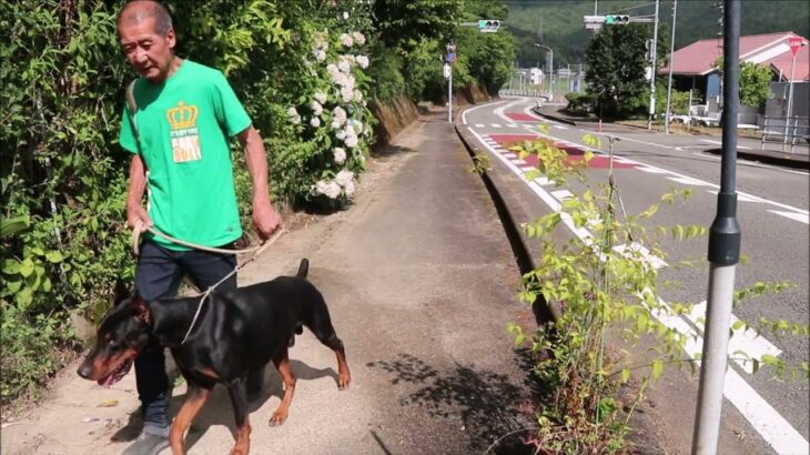 ドーベルマン・イブ訓練しつけ4か月突入今は？・犬との約束作ろうパブロフの犬昔の人は偉かった！道路横断一時停止右折左折飼い主さん練習日常生活使えるか訓練しつけ参考動画真似したら愛犬仕上がる条件付け