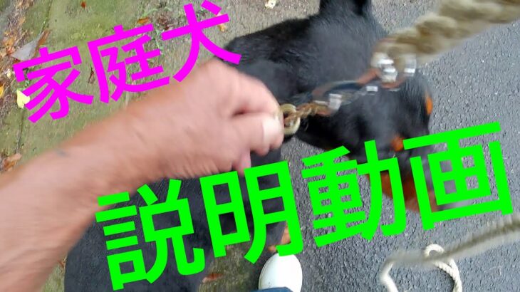 ドーベルマン・イブ訓練しつけ4か月突入今は？・家庭犬訓練犬説明動画作ろうパブロフの犬昔の人は偉かった！道路横断一時停止右折左折飼い主さん練習日常生活使えるか訓練しつけ参考動画取扱い説明書