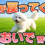 【犬のしつけ】“おいで”で本当に戻ってくる犬に育てる！家庭でできる教え方＆4つのルール」