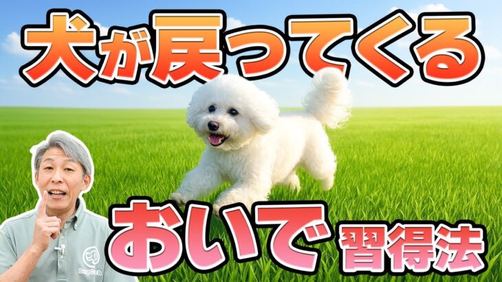 【犬のしつけ】“おいで”で本当に戻ってくる犬に育てる！家庭でできる教え方＆4つのルール」