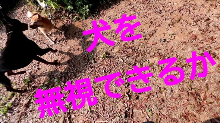 ドーベルマン・イブ訓練しつけもうすぐ4か月突入今は？・散歩広角レンズ撮影日常生活使えるか訓練しつけ参考動画真似したら愛犬仕上がる普段の散歩をイメージして