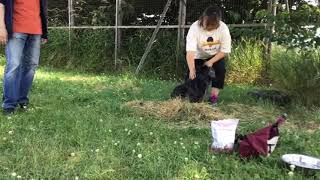 第4回HOKKAIDOしっぽの会犬のしつけ教室