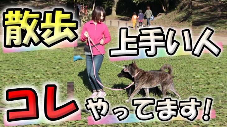 【犬　しつけ】なぜあの人の犬は落ち着いて歩けるの？お散歩上手な人の秘密5選
