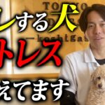 【要注意】ストレスを抱えている犬がする仕草5選【プロドッグトレーナー解説】