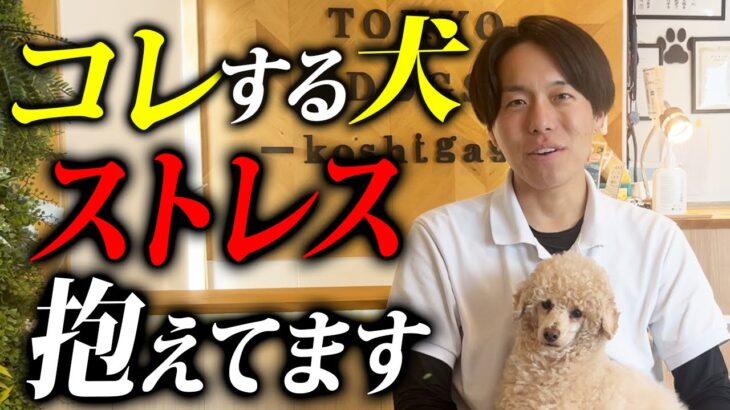 【要注意】ストレスを抱えている犬がする仕草5選【プロドッグトレーナー解説】