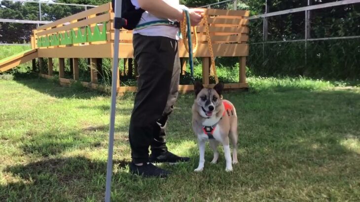 第5回　HOKKAIDOしっぽの会犬のしつけ教室