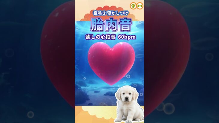 【胎内音】子犬が落ち着く癒しの心拍音60bpm　#shorts #犬のしつけ