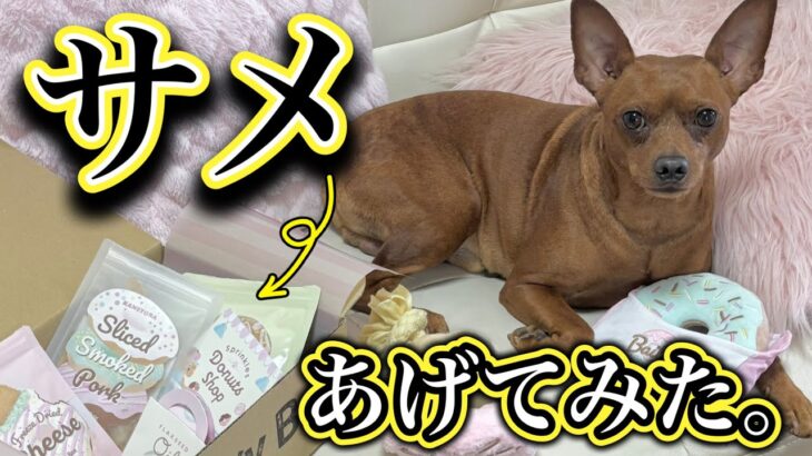 犬にサメ肉・サメ骨あげてみた…【ドギボ7月号】ドギーボックス開封レビュー