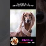 【もっとも古い犬種のサル―キって知ってる？】7000万年前のエジプト文明では神聖な存在だった！？#プチ知識  #ゆっくり解説  ＃しつけ #心理学 #犬のいる生活  #愛犬