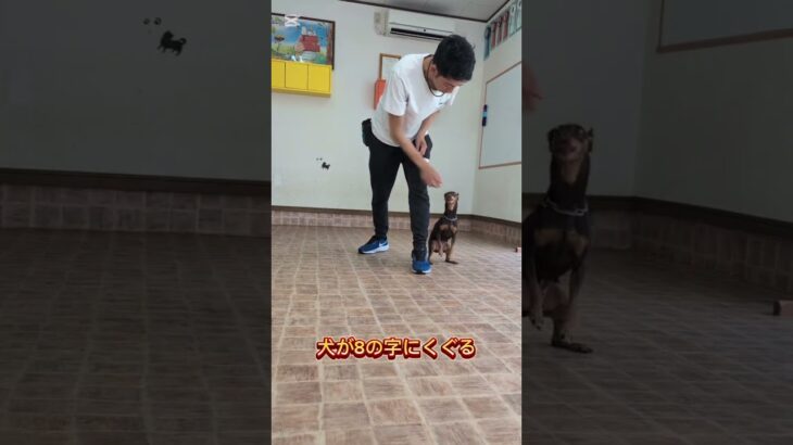 8の字歩き＆足くぐり歩きの教え方 #ドッグトレーニング #ドッグトレーナー #トイプードル #大型犬のいる生活 #愛犬 #犬のいる生活訓練  #犬しつけ #トリック