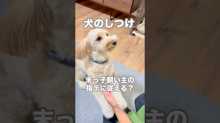 犬のしつけ！末っ子長男9歳の言うこと聞いてくれる？#shorts