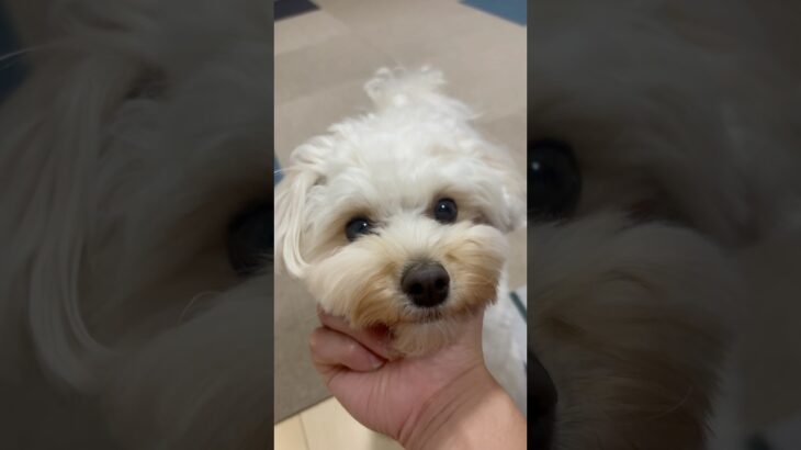 【H.S.C】かんぺき！　 #わんこ　#マルプー　#犬　#可愛い　#かわいい　#癒し　#しつけ　#コマンド