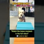Lets Challenge !!【わんこのみかた】広い室内ドッグラン　犬のしつけ、保育園、ホテル