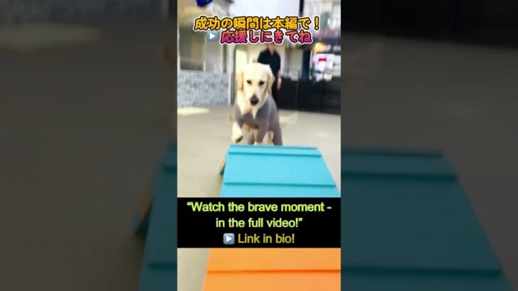 Lets Challenge !!【わんこのみかた】広い室内ドッグラン　犬のしつけ、保育園、ホテル