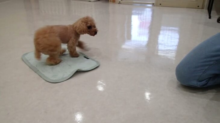 犬の幼稚園 MALUちゃんとトレーニング