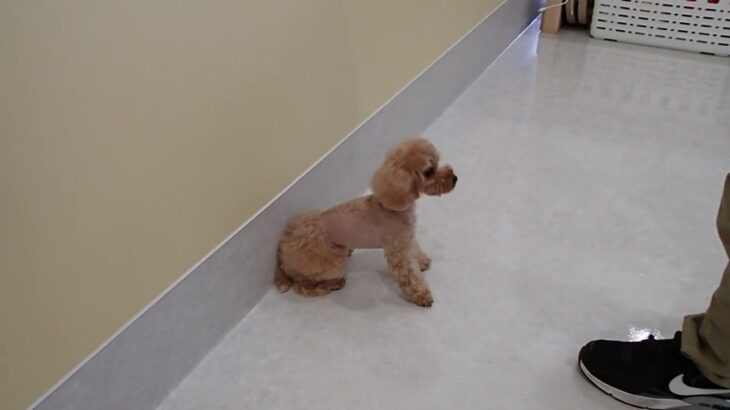 犬の幼稚園 MALUちゃんとトレーニング