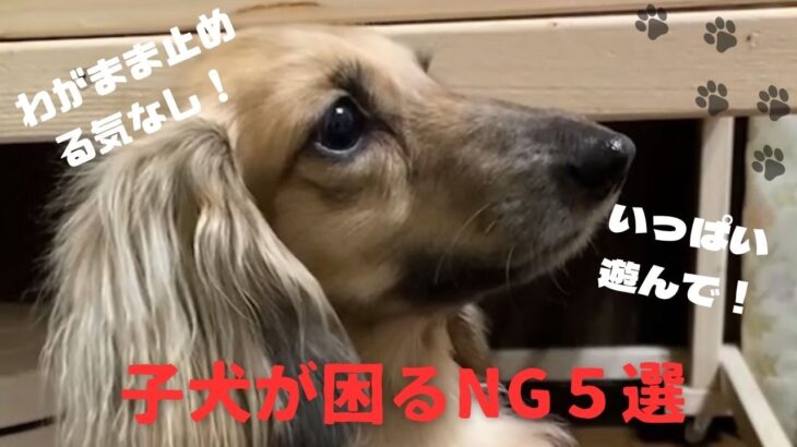 🐶【しつけ🔰基本】迎えたばかりの子犬にやってはいけないNG行動5選