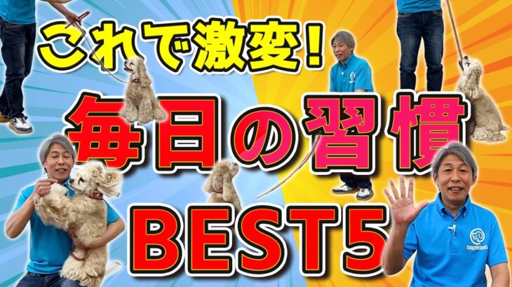 【犬が変わる】これだけでOK！毎日のしつけ習慣ベスト5