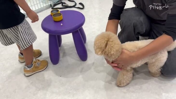 犬の幼稚園 PRIOくんとトレーニング