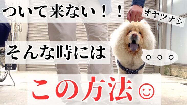 【脚側行進】犬が止まる。歩かせる方法を教えます【Part4】