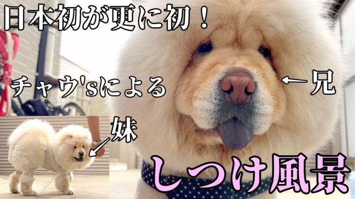 兄妹出演！チャウチャウちゃんのトレーニング風景Part4