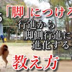 【Part5】犬が離れないようにするための教え方【脚側行進】