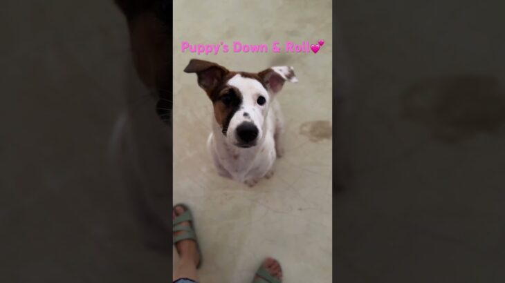 Puppy Training #prettylittlebaby #dogtraining #puppy #子犬 #犬のしつけ #ペット #pets