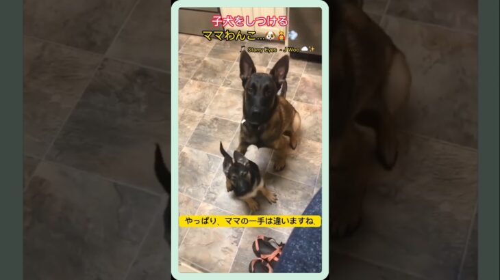 Sono_haru｜しつけはママにおまかせ！子犬のピンチにママ登場🐶✨