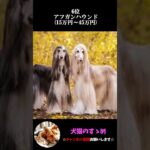 【世界一高額な犬種ランキングTOP10】最高額はなんと2億円！？#プチ知識  #ゆっくり解説  ＃しつけ #心理学 #犬のいる生活  #愛犬
