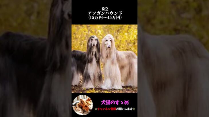【世界一高額な犬種ランキングTOP10】最高額はなんと2億円！？#プチ知識  #ゆっくり解説  ＃しつけ #心理学 #犬のいる生活  #愛犬