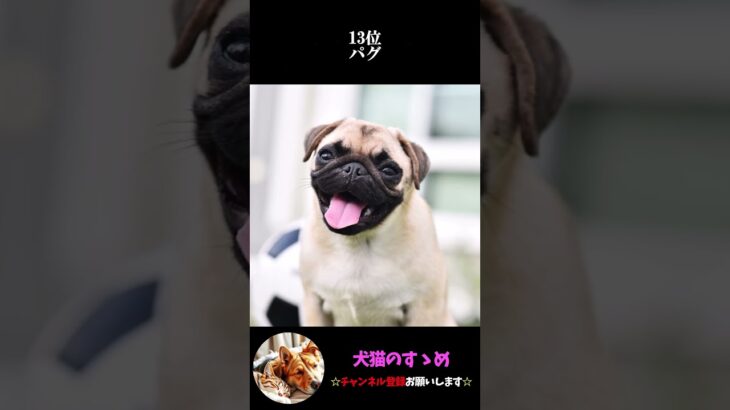 【最新の小型犬人気ランキングTOP20】愛犬は何位？？#犬 #プチ知識  #ゆっくり解説  ＃しつけ #心理学 #犬のいる生活  #愛犬