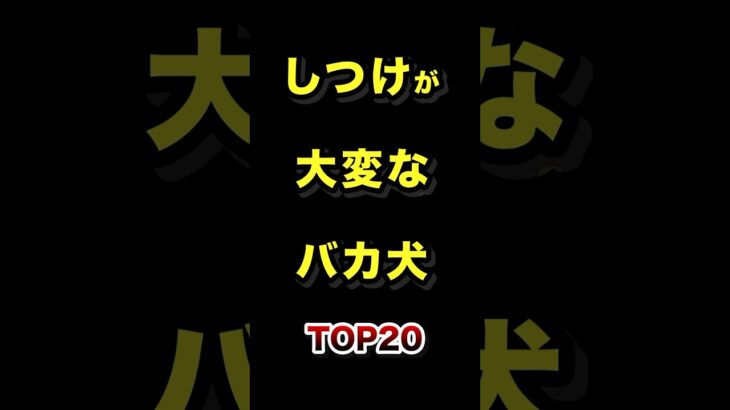 しつけが大変な頭の悪い犬TOP20 #しつけ #犬 #犬種 #ランキング