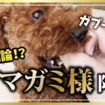 【ゆる育犬Vlog】甘噛みって直すべき？トイプードル豆之助の場合