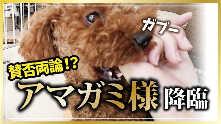 【ゆる育犬Vlog】甘噛みって直すべき？トイプードル豆之助の場合
