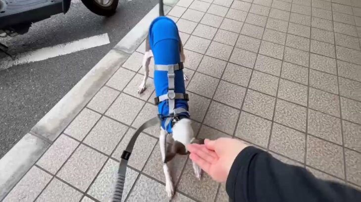 犬の幼稚園 ZITANくんとトレーニング