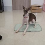 犬の幼稚園 ZITANくんとトレーニング