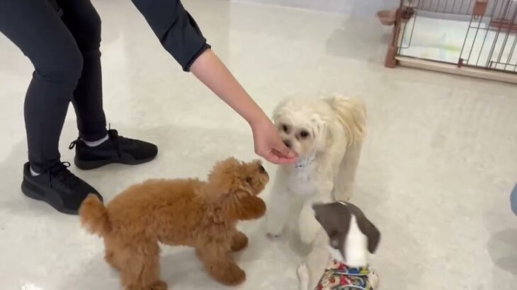 犬の幼稚園 ZITANくんとトレーニング